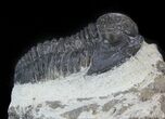 Bargain, Gerastos Trilobite Fossil - Morocco #57613-2